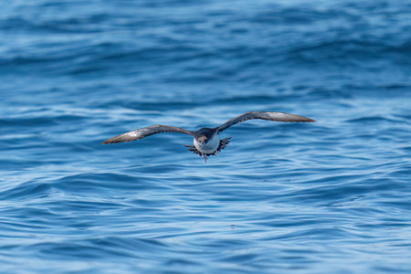 A shearwater flying over a choppy blue sea.の写真素材