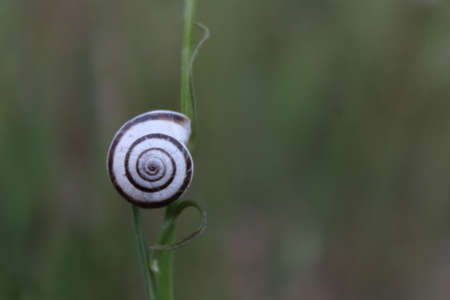 Snail on branch and green backgroundの写真素材