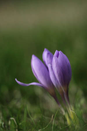 Purple flower on green backgroundの写真素材