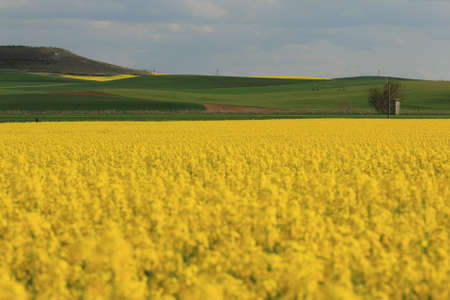 Rapeseed field in springの写真素材