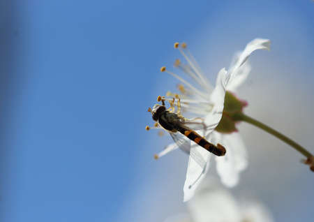 Diptera sucking on almond blossomの写真素材