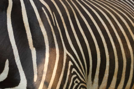 Zebra loin in the Cab?rceno parkの写真素材