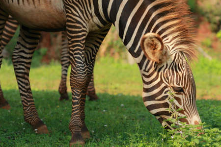 Zebra in the Cab?rceno park grazingの写真素材