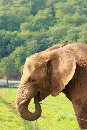 Elephant in the Cab?rceno Parkの写真素材