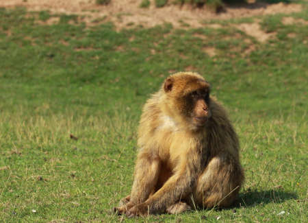 Monkey in the Cab?rceno Parkの写真素材
