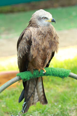 Eagle in the Cab?rceno Park