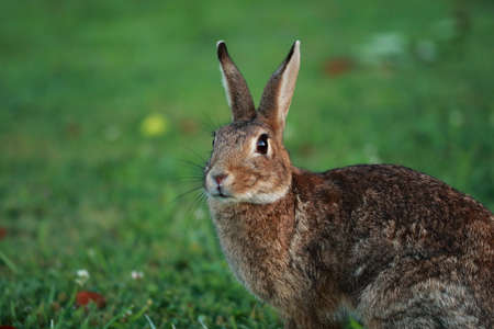 Portrait of rabbit in the meadow
