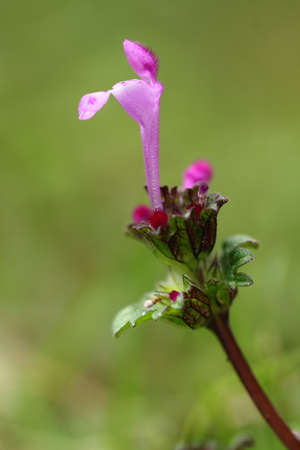Flower (little lady's shoe) on green background. Macro photographyの写真素材