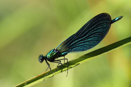 Dragonfly (insect) on green background. Macro photographyの写真素材