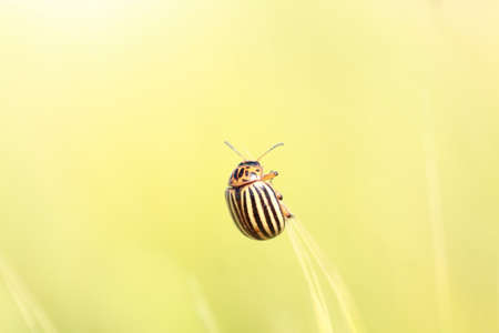 Potato beetle on a branch over ocher background.の写真素材