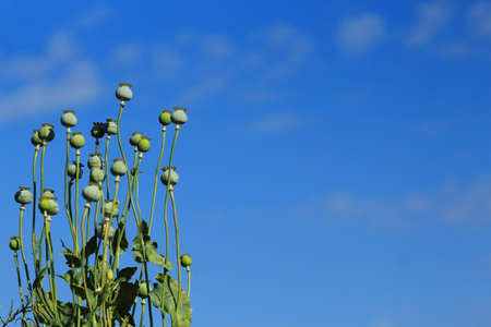Poppy fruits with blue sky backgroundの写真素材