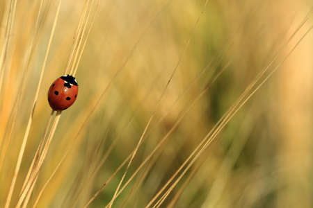 Ladybug on the branch of a grass on green backgroundの写真素材