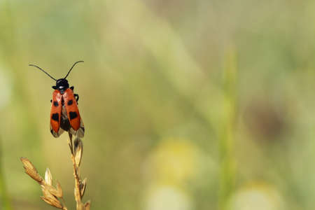 Beetle on grass branch with greenish backgroundの写真素材