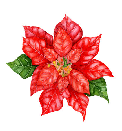 Christmas Poinsetia Watercolor illustration. Hand-drawn Christmas star. Festive picture with red and green leaves. Isolated on white background.のイラスト素材
