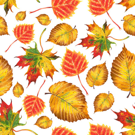 Seamless pattern of autumn leaves. Birch, elm, maple.Watercolor illustration, isolated on white background. Drawn by hand.のイラスト素材