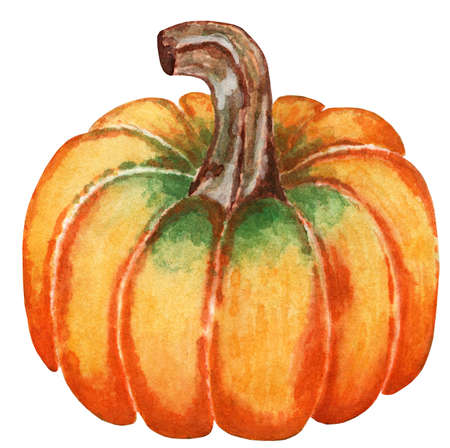 Juicy, ripe, orange pumpkin. Illustration for Halloween and Thanksgiving Day. Isolirvan on a white background. Watercolor illustration.のイラスト素材