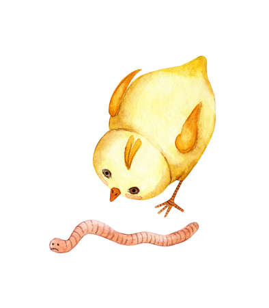Watercolor illustration of a cute little yellow chicken looking at a worm and wants to eat it. Drawing for children chicken eats a worm. Isolated on white background. Drawn by hand.のイラスト素材
