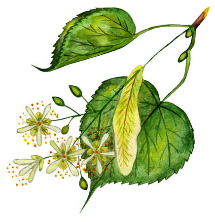 Linden flowers, branch with green leaves, closeup of seeds isolated on white background. Watercolor hand painted on paper.のイラスト素材