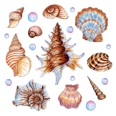Large set of watercolor illustrations of beautiful seashells in beige and blue colors. Underwater world. Tropical oyster shell. External skeleton of molluscs, security, home. Isolated over white background.のイラスト素材