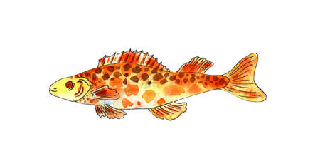 Watercolor illustration of a small orange fish with brown spots. Aquarium fish. Sea life. A pet....