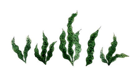 Watercolor illustration set of sea green algae. Flora nature of aquatic plants. Aquarium plants, underwater planting. Isolated on white background. Drawn by hand.のイラスト素材