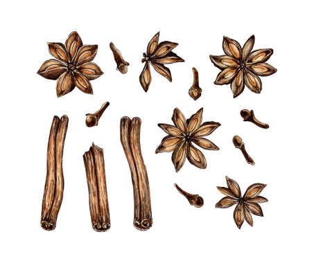 Watercolor painting of condiment sprocket and cinnamon bark rolled up. Chopped cinnamon sticks. Brown bark and spice flowers. An aromatic ingredient for baking or coffee. Isolated on white.のイラスト素材