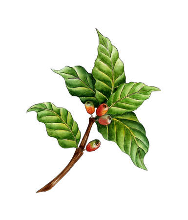 Watercolor painting coffee branch. Green, red berries and flowers on a tree branch. Coffee plantation. Tropical agriculture. Local organic coffee farm. Isolated over white background. Drawn by hand.のイラスト素材
