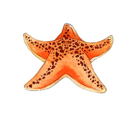 Watercolor painting orange starfish. Ocean, marine animals. Inhabitant of the seabed. Five rays of the star. Isolated over white background. Drawn by hand.のイラスト素材