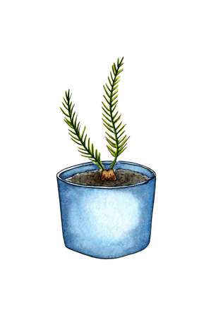 Watercolor illustration of home flower Araucaria in a pot. It's perfect for postcards, posters, banners, invitations, greeting cards, prints. isolated on white background. Drawn by hand.のイラスト素材