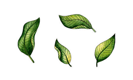 Watercolor illustration set of green leaves from a tree. Farming, eco friendly, organic farm. For the design of design compositions on the theme of tourism, hiking, outdoor recreation. isolated on white background. Drawn by hand.のイラスト素材