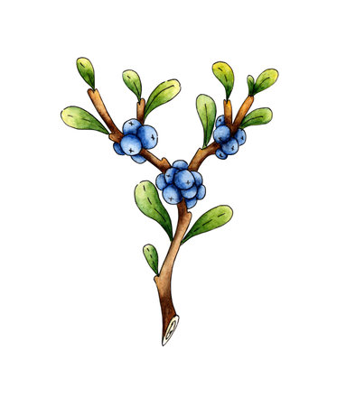 Watercolor illustration doodle sprig of blueberries with berries. Agriculture, eco friendly, organic farm. For the design of design compositions on the theme of tourism, hiking, outdoor recreation. isolatedのイラスト素材