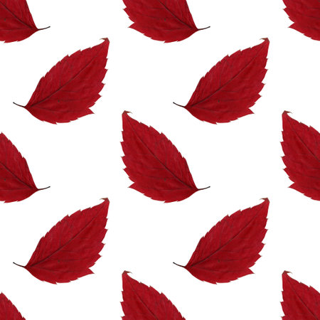 Red autumn herbarium leaf. Agriculture, eco friendly, organic farm. It's perfect for postcards,...