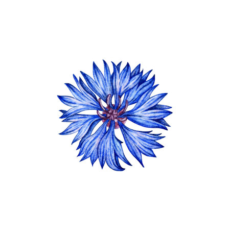 Watercolor illustration of blue cornflower flower. Botanical composition element isolated from background. Suitable for cosmetics, aromatherapy, medicine, treatment, care, design,の写真素材
