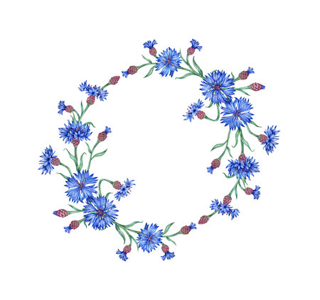 Cornflowers wreath of bouquets watercolor illustration. Botanical composition element isolated from background. Suitable for cosmetics, aromatherapy, medicine, treatment, care, design,の写真素材