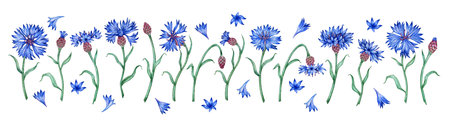 Blue cornflowers large set watercolor illustration. Botanical composition element isolated from background. Suitable for cosmetics, aromatherapy, medicine, treatment, care, design,の写真素材
