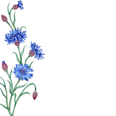 Cornflowers blue flowers left frame watercolor illustration. Botanical composition element isolated from background. Suitable for cosmetics, aromatherapy, medicine, treatment, care, design,の写真素材