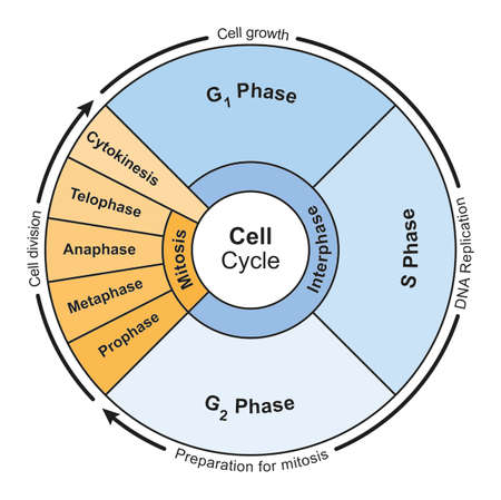 Cell Cycle Colorful Designing. Mitosis And Interphase Cycle 