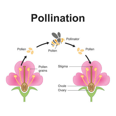 Scientific Designing of Pollination Process. The Most Important Factor in Plants Fertilization. Colorful Symbols. Vector Illustration.のイラスト素材