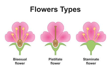 Scientific Designing of Flowers Types. The Plants Fertilization Differences. Colorful Symbols. Vector Illustration.のイラスト素材