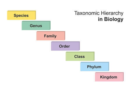 Simple Designing of Taxonomy Hierarchy in Biology. Vector Illustration.のイラスト素材