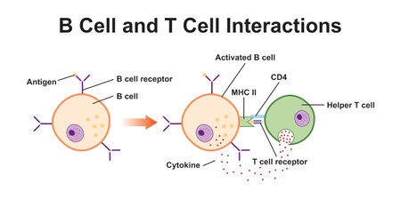 B Cell And T Cell Interaction in Immune System. Colorful Symbols. Vector Illustration.のイラスト素材