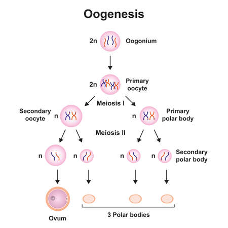 Scientific Designing Of Oogenesis. Colorful Symbols. Vector Illustration.のイラスト素材
