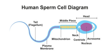 Scientific Designing of Human Sperm Cell Diagram. Colorful Symbols. Vector Illustration.のイラスト素材
