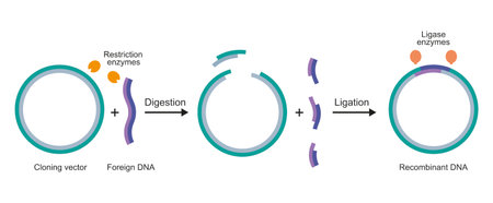 Molecular Illustration Of Gene Cloning. From Plasmid to Recombinant DNA. Vector Illustration.のイラスト素材
