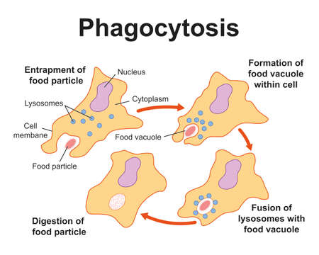 Scientific Designing of Phagocytosis Process. Colorful Symbols. Vector Illustration.のイラスト素材