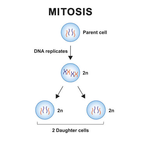 Scientific Designing of Mitosis Phases (Cell Division). Colorful Symbols. Vector Illustration.のイラスト素材