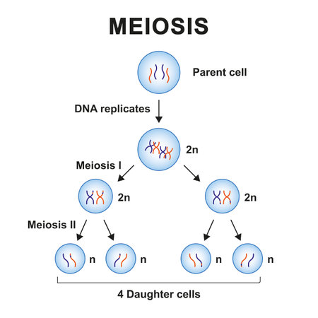 Scientific Designing Of Meiosis Process. Colorful Symbols. Vectorのイラスト素材