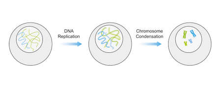 Scientific Designing of Duplication and Condensation of DNA Filament During Cell Division. Colorful Symbols. Vector Illustration.のイラスト素材