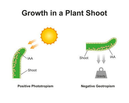 Scientific Designing of Growth in a Plant Shoot. Phototropism and Geotropism (Gravitropism) Effect on Plant Tissue. Colorful Symbols. Vector Illustration.のイラスト素材
