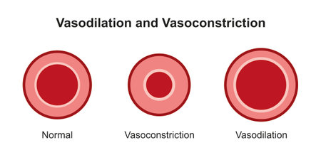 Scientific Designing of Arterial Vasoconstriction and Vasodilation. Comparaison Between Normal, Constricted And Dilated Blood Vessels.のイラスト素材